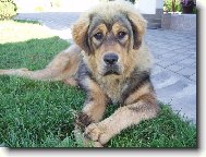 Tibetan Mastiff