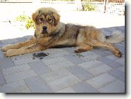 Tibetan Mastiff