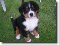 Berner Sennenhund