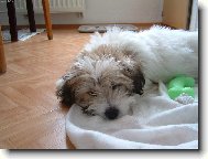 Coton de Tulear