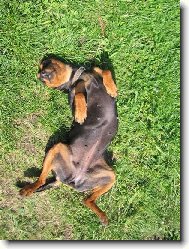 German Pinscher