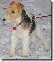 Fox terrier wire \\\\\(Dog standard\\\\\)