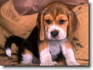 Beagle