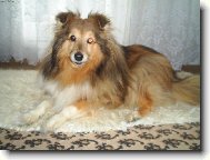 Shetland Sheepdog