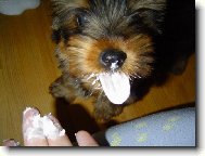 Jorkrsk terier, Yorkshire Terrier,