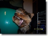 Jorkrsk terier, Yorkshire Terrier,