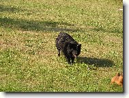 Belgian shepherd groenendael \(Dog standard\)