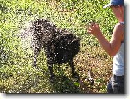 Belgian shepherd groenendael \(Dog standard\)