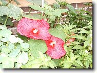 Hibiscus rosa-sinensis