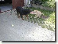 Rottweiler