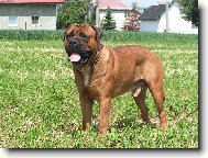 Bullmastiff