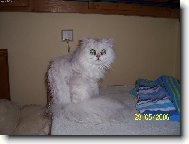 Persian cat