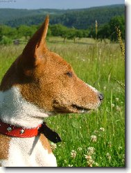 Basenji \\\\\\\\\\\\\\\\\\\\\(Dog standard\\\\\\\\\\\\\\\\\\\\\)