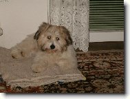 Coton de Tulear