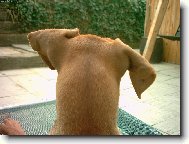 German Pinscher