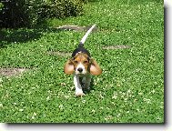 Beagle \\\\\\\\\\\\\\\\\\\\\(Dog standard\\\\\\\\\\\\\\\\\\\\\)