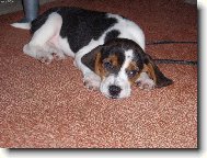 Beagle