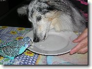 Shetland Sheepdog