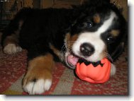 Berner Sennenhund