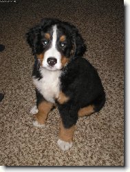 Berner Sennenhund