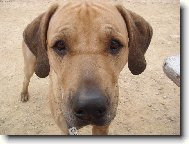 Rhodesian Ridgeback