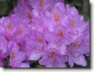 Rhododendron, Azalea