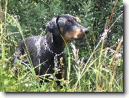 Dobermann, Doberman