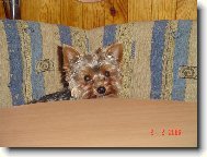 Jorkrsk terier, Yorkshire Terrier,