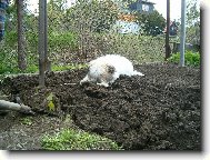 Coton de Tulear
