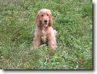 English Cocker Spaniel