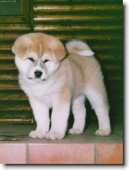 Japanese Akita