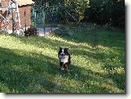 Berner Sennenhund