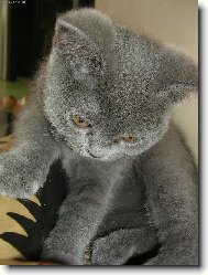 British shorthairs cat