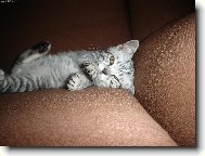 British shorthairs cat