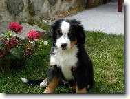 Berner Sennenhund