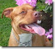 American Pit Bull Terrier