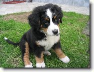 Berner Sennenhund