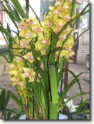 Orchideje