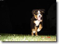 Berner Sennenhund