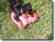 Scotch Setter, Gordon Setter
