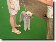 Bedlington terrier \(Dog standard\)