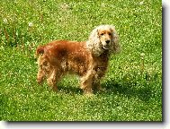 English Cocker Spaniel