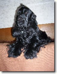 English Cocker Spaniel