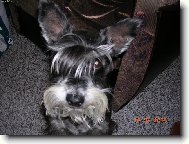 Zwergschnauzer, Miniature Schnauzer