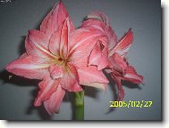 Hippeastrum