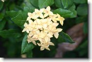 Ixora coccinea
