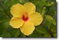 Hibiscus rosa-sinensis