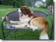 Saint Bernard \\\\\(Dog standard\\\\\)