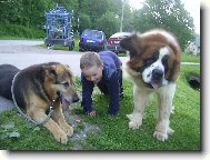 Saint Bernard \\\\\(Dog standard\\\\\)