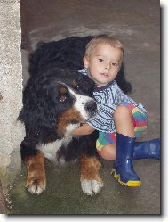 Berner Sennenhund